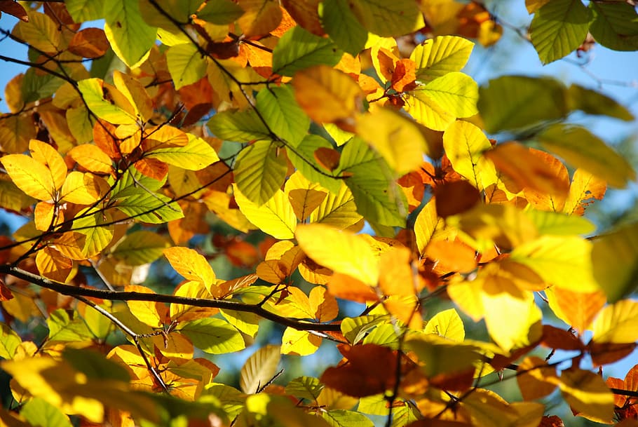 autumn, leaves, light, nature, golden autumn, leaf, fall foliage, HD wallpaper