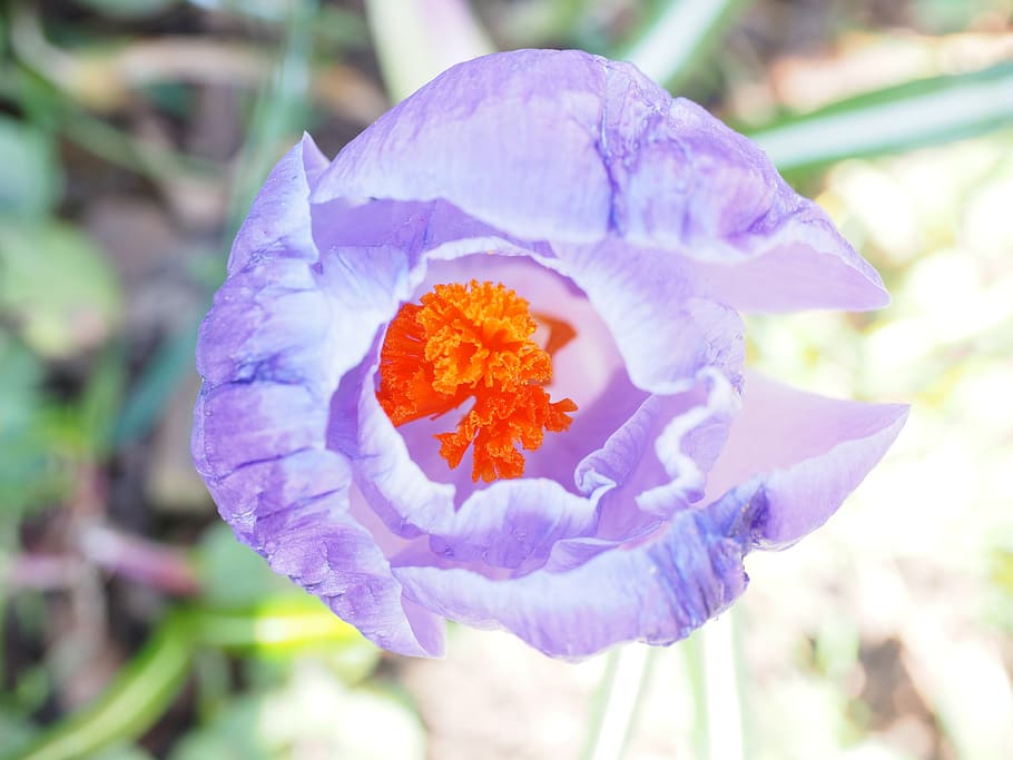 stamens, crocus, stamp, spring, bühen, violet, purple, colorful, HD wallpaper