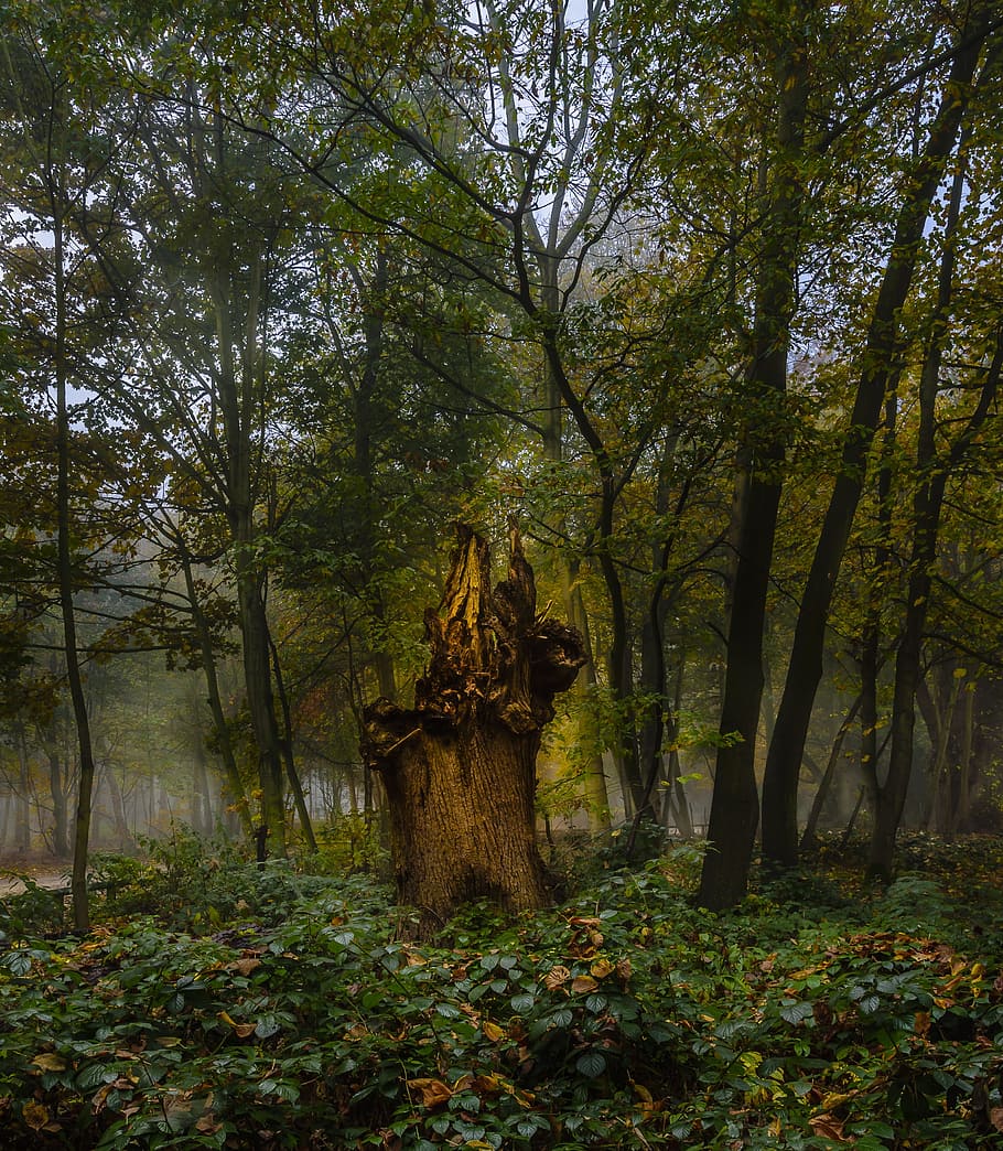 landscape, forest, glow, mysterious, mist, nature, mood, tree HD wallpaper