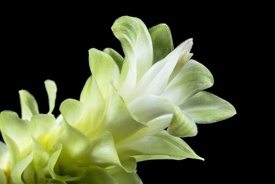 flower, blossom, bloom, white, green, close, petals, black background HD wallpaper