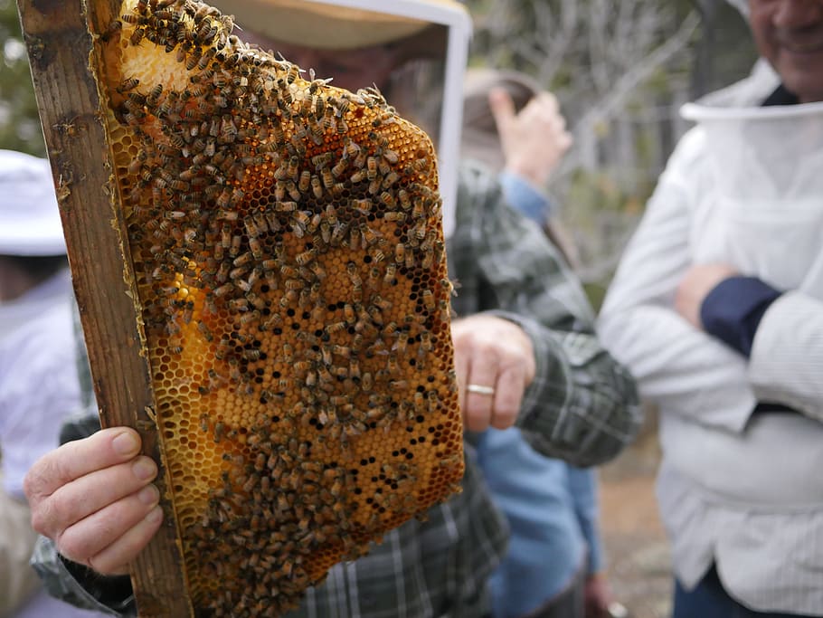 bees, honeycomb, beeswax, beehive, apiary, men, group of animals HD wallpaper