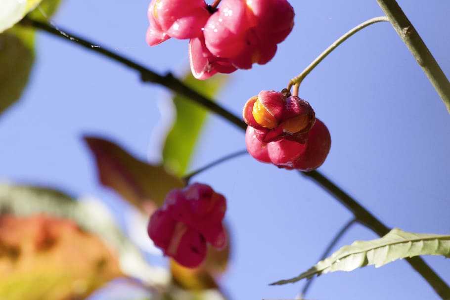 fruit, seeds, boll, red, autumn, ordinary spindle shrub, euonymus europaeus, HD wallpaper