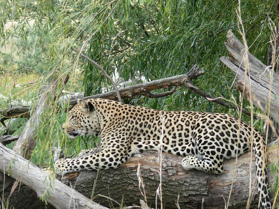Leopard, Big Cat, Predator, Carnivore, panthera, undomesticated Cat HD wallpaper