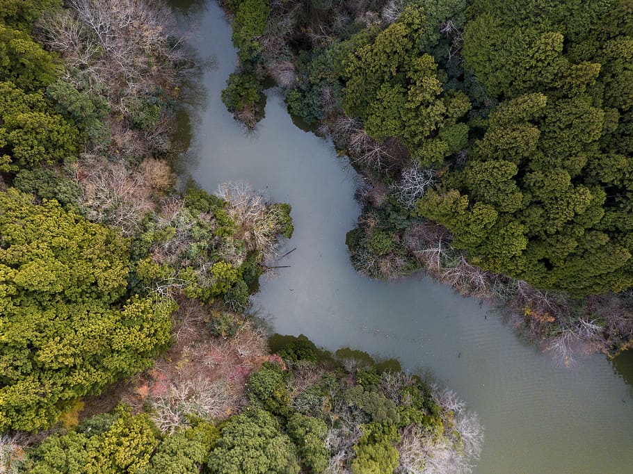 bird's eye view of river, trees beside a river aerial low-angle photography at daytime HD wallpaper