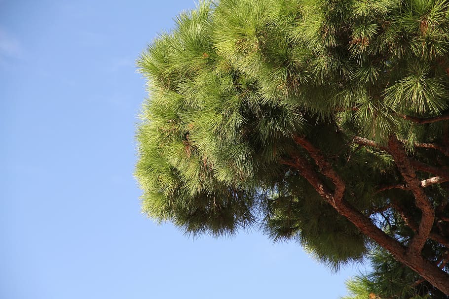 tree, plant, green, sky, leaf, nature, forest, outdoors, summer HD wallpaper