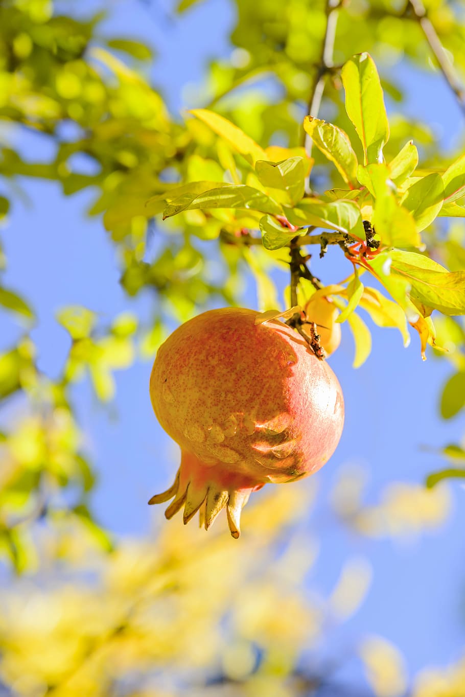 grenadier, grenade, punica granatum, fruit tree, antioxidant HD wallpaper