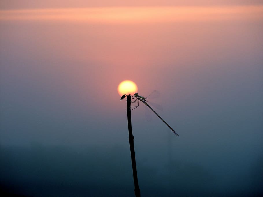 silhouette of damselfly during golden hour, sun, mist, flower HD wallpaper