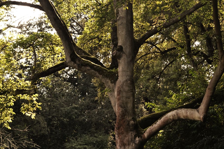 tree, moss, nature, log, old tree, forest, wood, landscape HD wallpaper