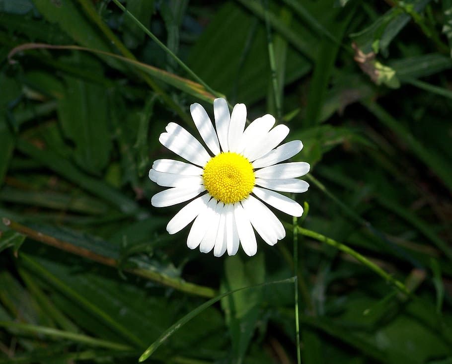 daisy, flower, white, bloom, blossom, colorful, detail, flora HD wallpaper