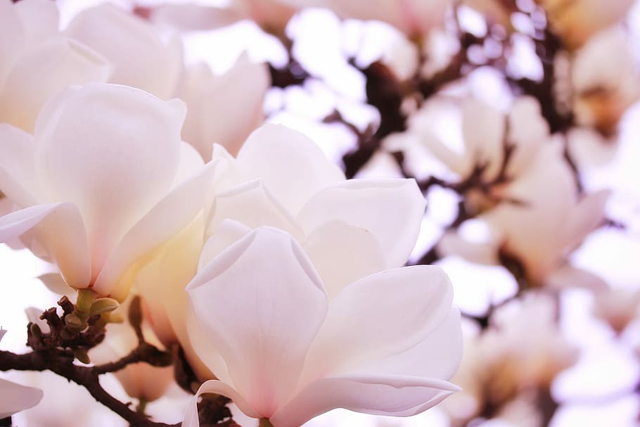 closeup photography of white petaled flowers, nature, pink Color HD wallpaper