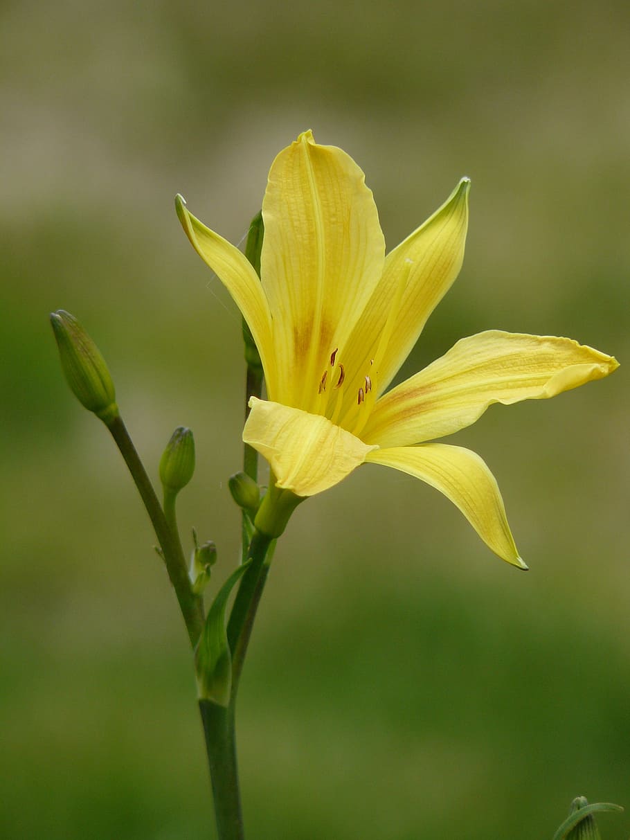 flower, yellow, nature, flowering plant, fragility, vulnerability HD wallpaper