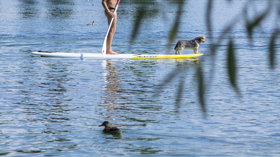 stand up paddle, water sports, dog, lake, animal themes, waterfront, HD wallpaper