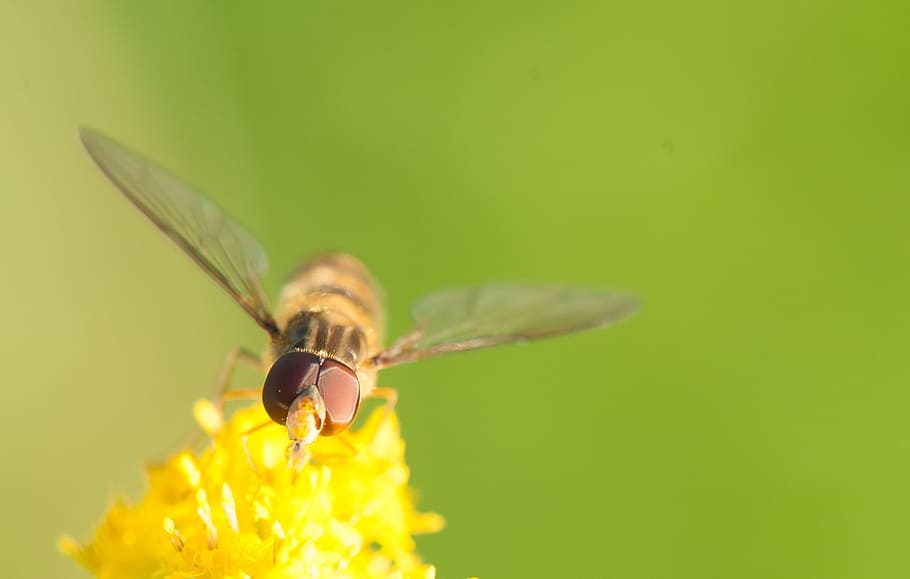 Hoverfly, Insect, Yellow, Nature, blossom, bloom, compound eyes HD wallpaper