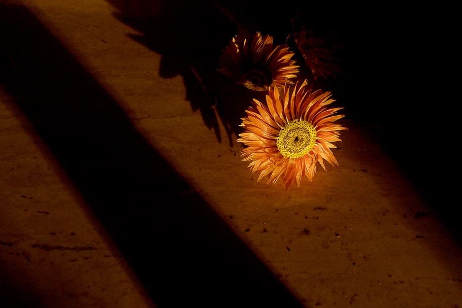 flower, flowers, shadow, flowering plant, nature, no people HD wallpaper
