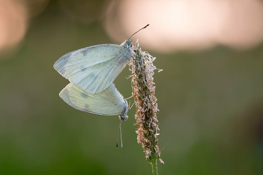 two veined-white butterflies on flower, weisslinge, pairing HD wallpaper