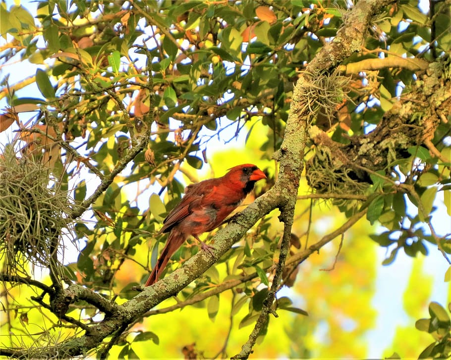 Natural, Red Bird, Tree, one animal, branch, animals in the wild HD wallpaper