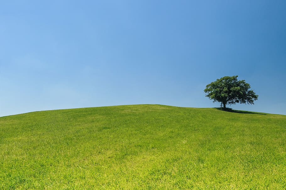 photography of green tree on green grassy field during daytime HD wallpaper