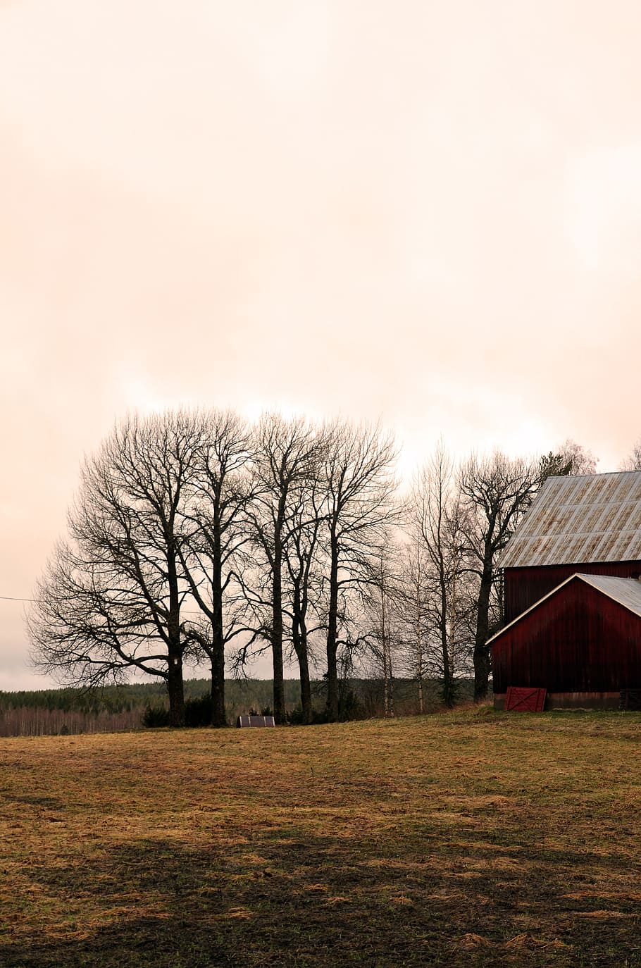 internal ultervattnet, tree, morning, barn, nature, beautifully HD wallpaper