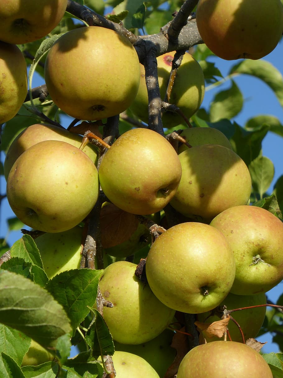 apple, ripe, tree, fruit, fruits, healthy eating, growth, plant HD wallpaper