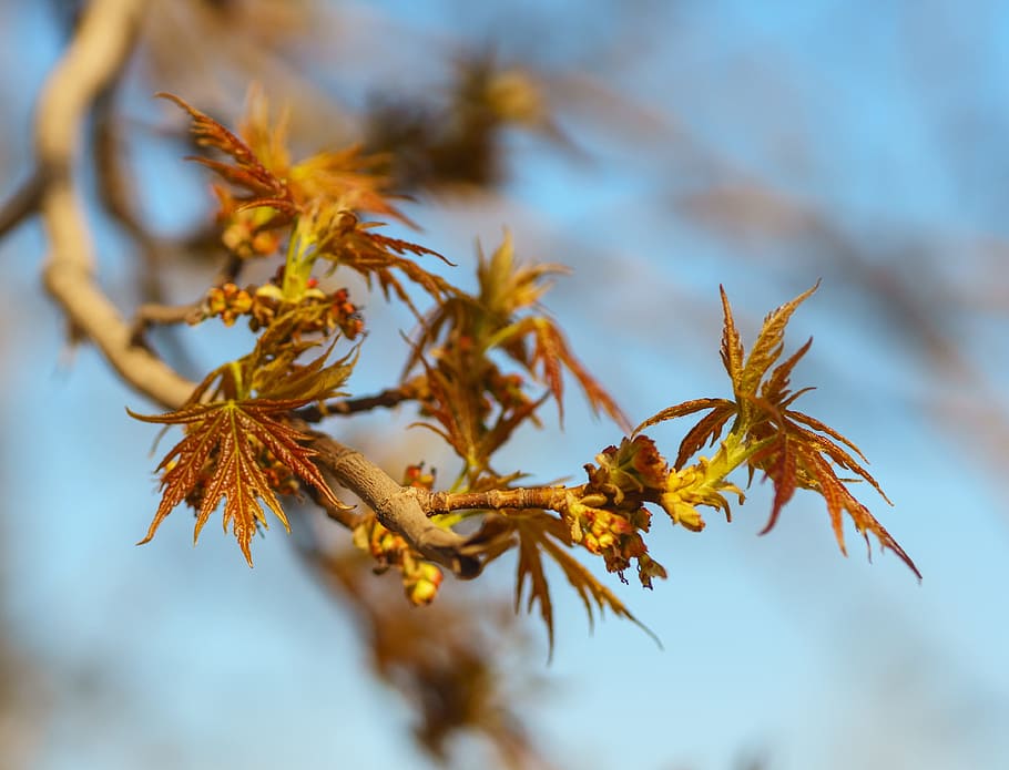 Spring, Maple, Leaves, Plant, young, greens, nature, fresh HD wallpaper