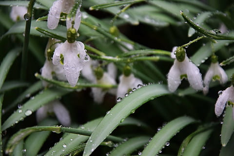 snowdrop, spring, lenz, nature, flower, white, close, signs of spring HD wallpaper
