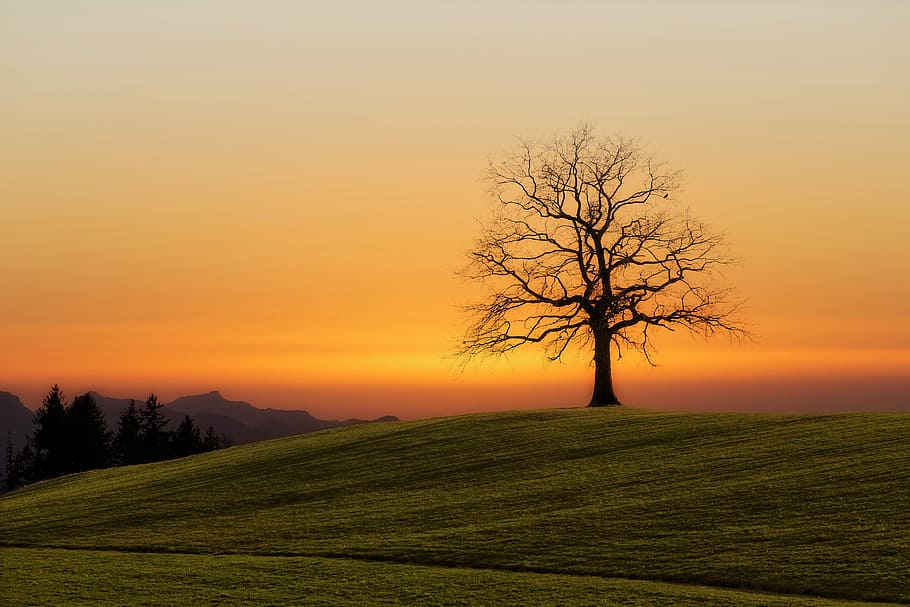 bare tree during sunset, silhouette of bare tree on center of green grass field, HD wallpaper