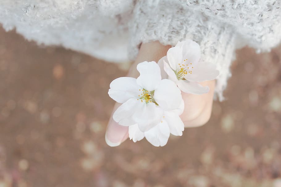 selective focus photography of person holding cluster of two white petaled flowers HD wallpaper