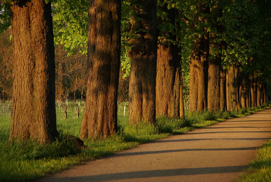 away, avenue, chestnut, walk, tree lined avenue, nature, trees, HD wallpaper