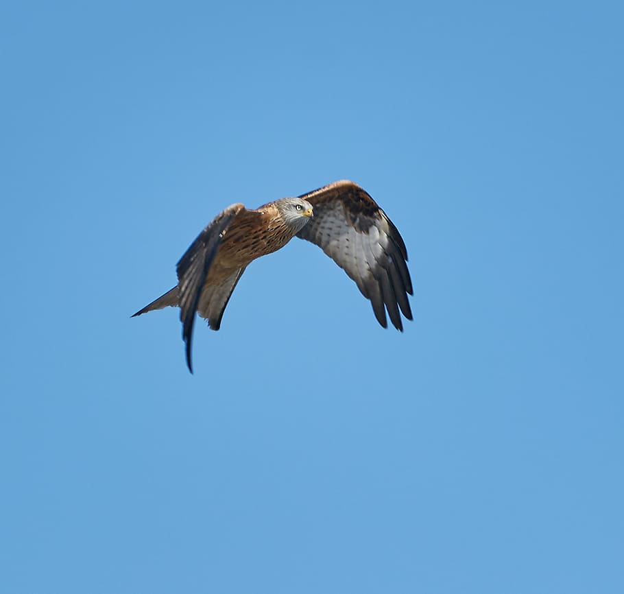 brown and black eagle in flight against blue background, shallow focus photography of hawk in air HD wallpaper