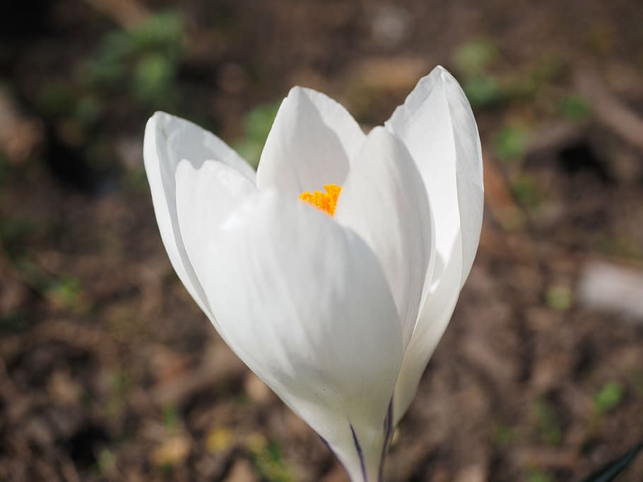 crocus, flower, spring, bühen, white, colorful, blossom, bloom HD wallpaper