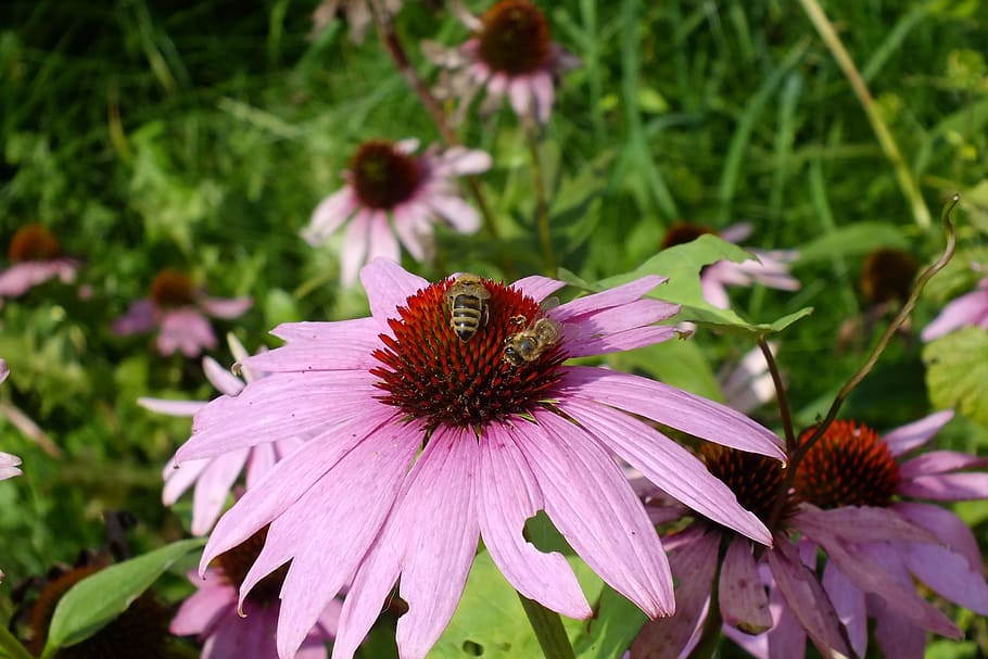 Sun Hat, Echinacea, Pallida, Flower, echinacea purpurea, purple coneflower HD wallpaper
