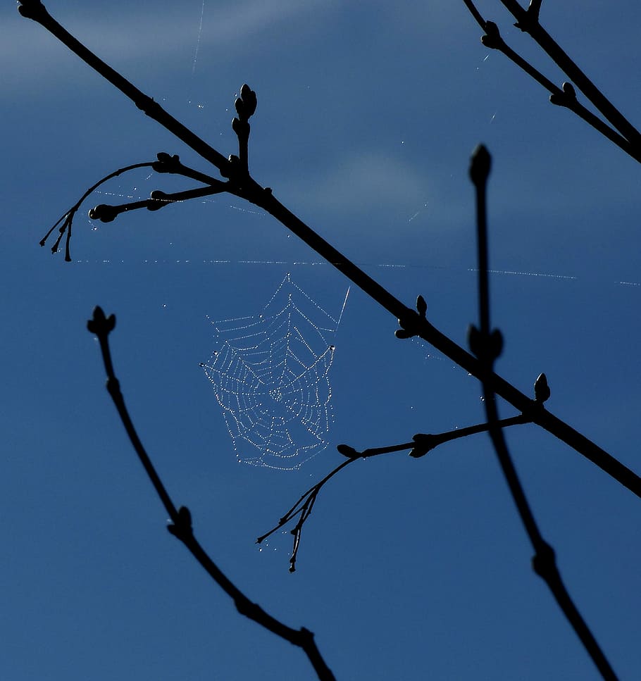 Spider Web, Dew, Blue Sky, outdoors, day, nature, no people HD wallpaper