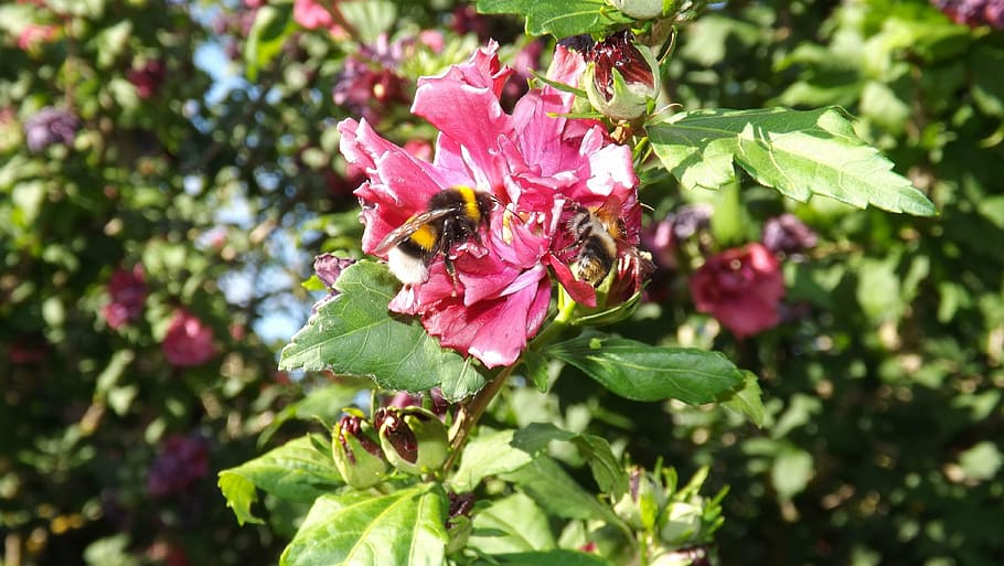 bumblebees, mallow, insect, blossom, bloom, hollyhock flower HD wallpaper