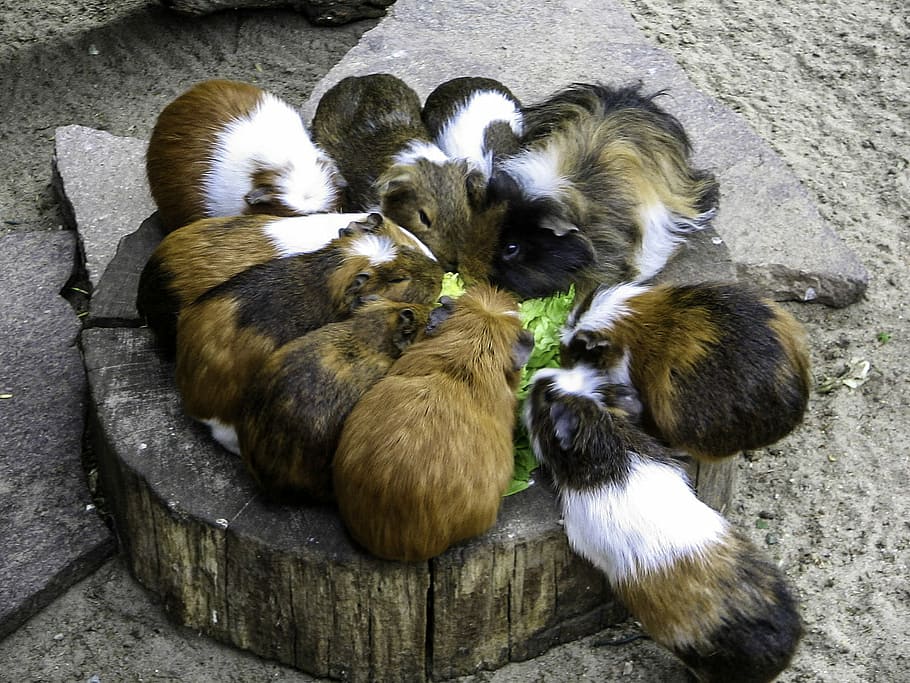 A group of Guinea Pigs Feeding - Cavia porcellus, animals, cuddly HD wallpaper