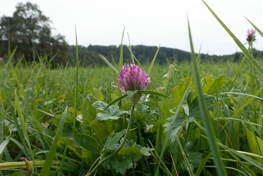 Klee, Blossom, Bloom, Meadow, Pasture, nature, field, landscape HD wallpaper