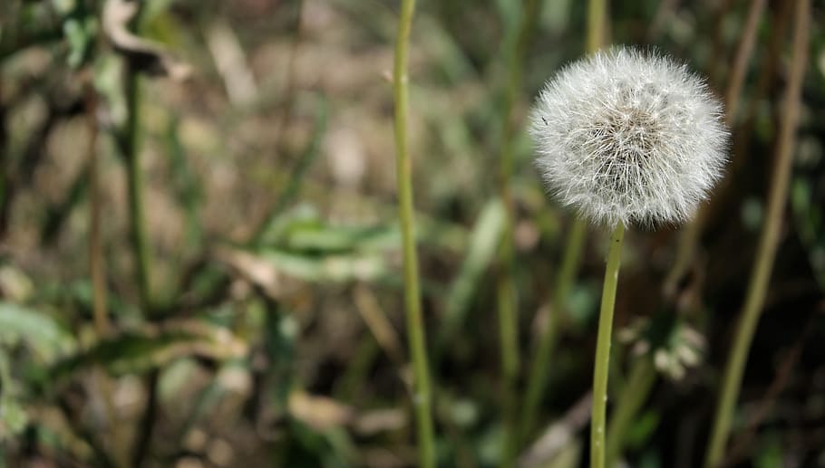 flower, dandelion, nature, plant, fragility, freshness, vulnerability HD wallpaper