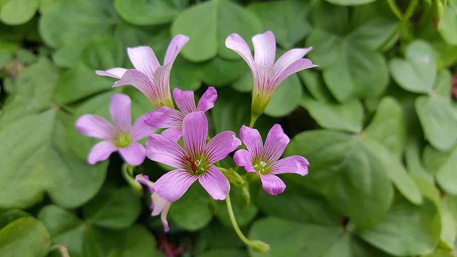 zuo jiang grass, but chasing after grass, flower, flowering plant HD wallpaper