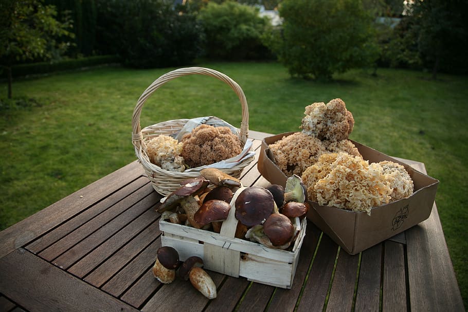 cep, chestnut, cauliflower mushroom, forest mushroom, basket, HD wallpaper