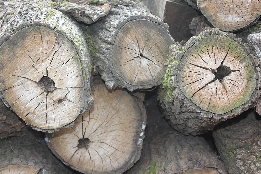 log, annual zone, firewood, usd, wood - material, timber, no people HD wallpaper