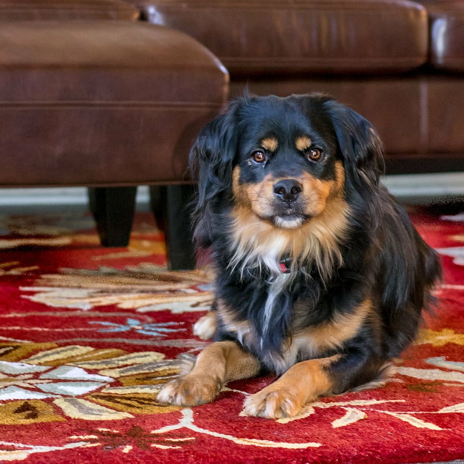 long-coated black and tan dog near sofa inside room, couch, house