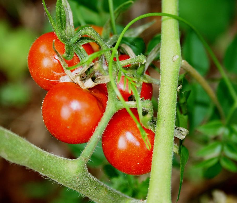 tomatoes, cherry tomatoes, cocktail, small, round, shiny, red HD wallpaper