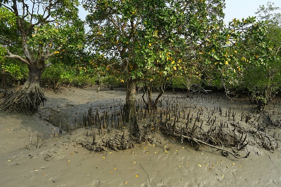 mangroves, aerial roots, sundarbans, swamp, forest, river, ramsar site, HD wallpaper