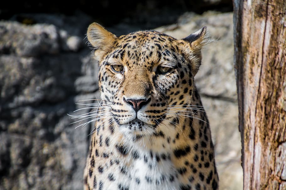leopard beside tree, persian leopard, cat, elegant, big cat HD wallpaper