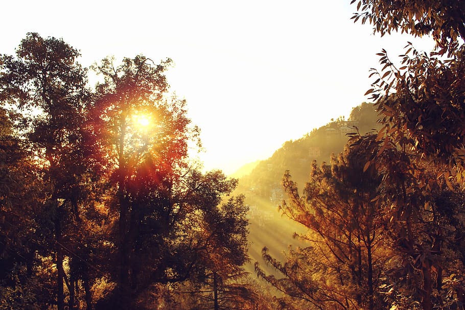 light, dawn, nature, sky, backlit, bright, daylight, dusk, fog HD wallpaper