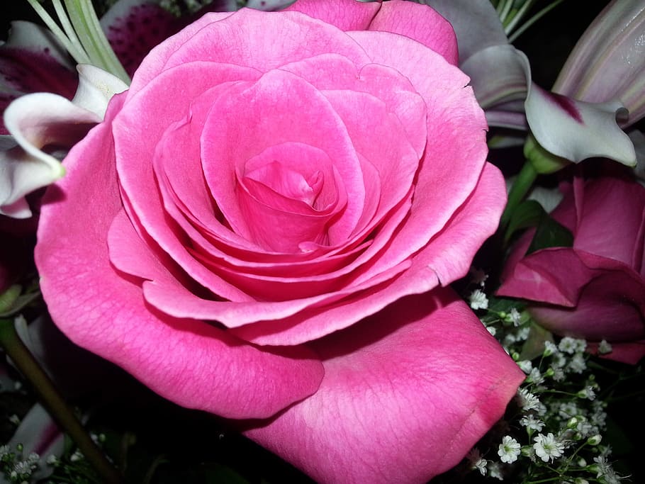 Fresh, Bloom, Romantic, Love, rose, floral, flower, valentine HD wallpaper