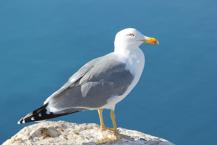 seagull, ave, bird, animal, wildlife, nature, sea Bird, beak HD wallpaper