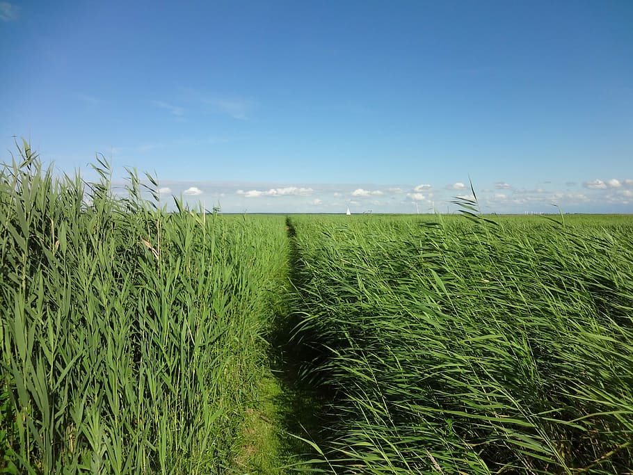 Grass, Nature, Sky, Green, Blue, agriculture, field, growth HD wallpaper