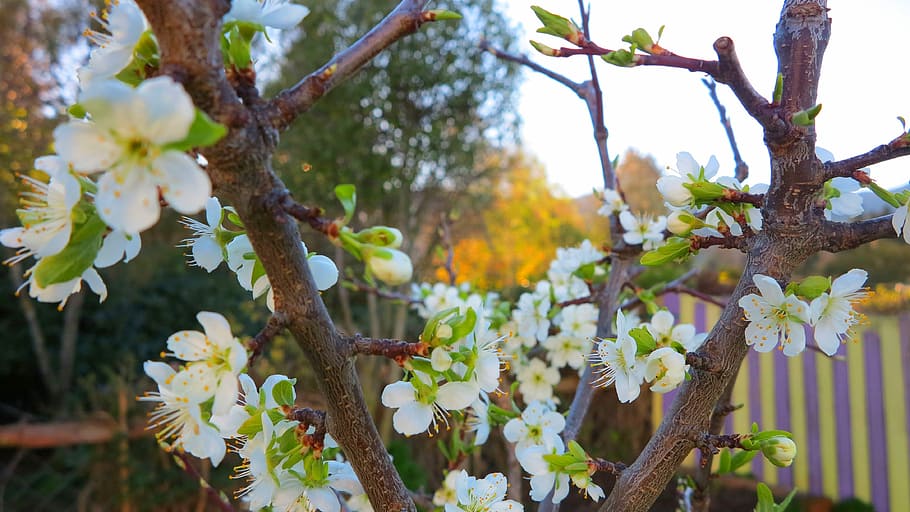 flower, tree, nature, branch, flora, plum, plant, flowering plant HD wallpaper