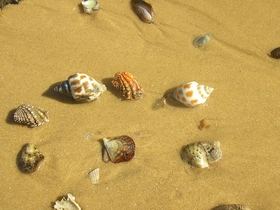 Seashells, Mussels, Sand, Sink, Beach, marine, the coastline of the HD wallpaper