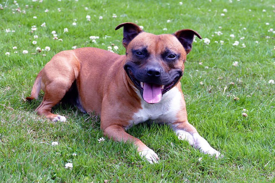 dogs, staffordshire, terrier, purebred, domestic, breed, canine